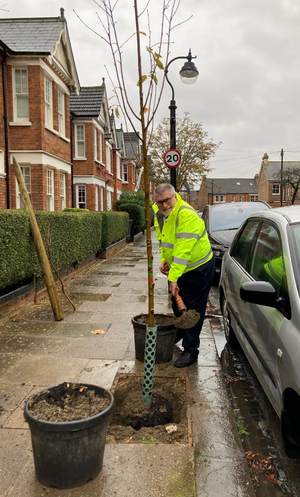 Mayor Dave planting a tree on Cornwall Road