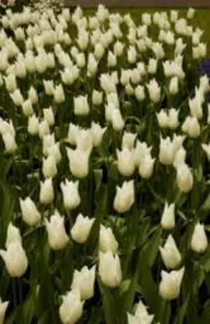 Flowers (Tulips)