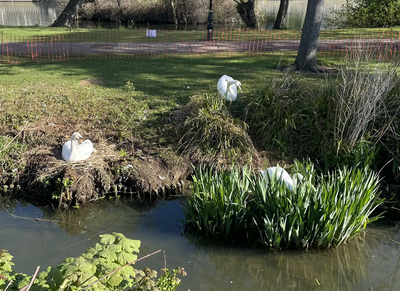 Nesting Swans