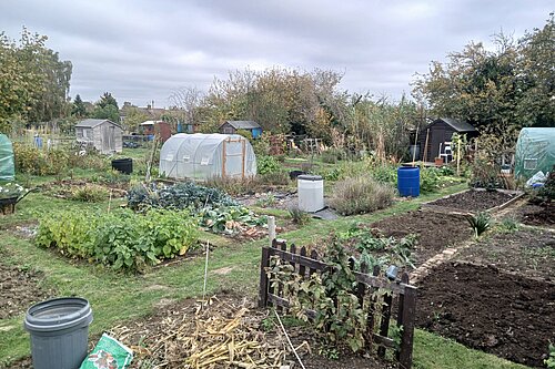 Barkers Lane allotment in autumn