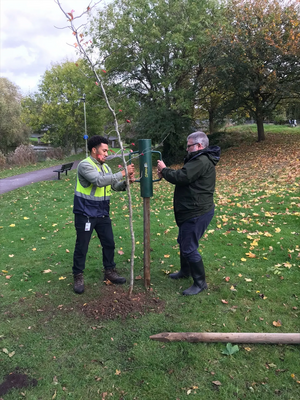 Mayor Dave Hodgson planting a tree