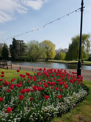 Tulips on the Embankment