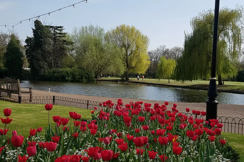 Tulips on the Embankment