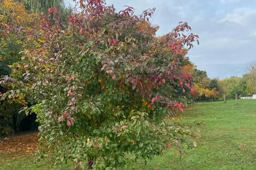 Queen's Jubilee Tree