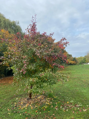 Queen's Jubilee Tree