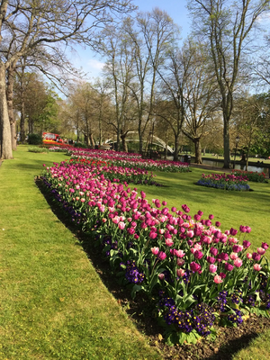 Spring Flowers on The Embankment in Bedford