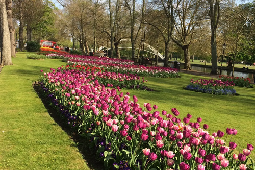 Spring Flowers on The Embankment in Bedford