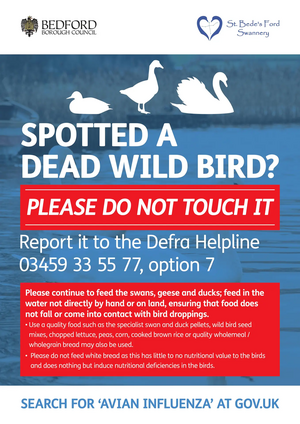 Bird death poster