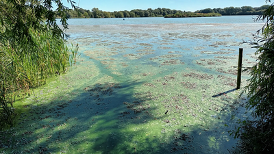 Blue Green Algae