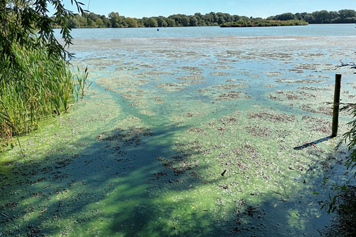 Blue Green Algae