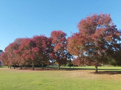 Trees