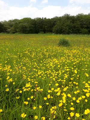 Priory Meadows