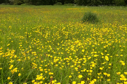 Priory Meadows