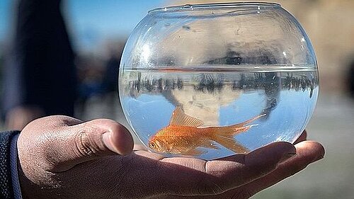 Goldfish in bowl