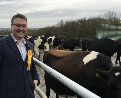 Daniel Norton with cows