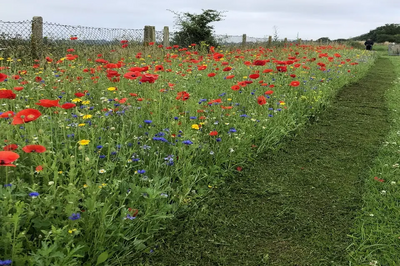 A stretch of wildflowers in Bedford