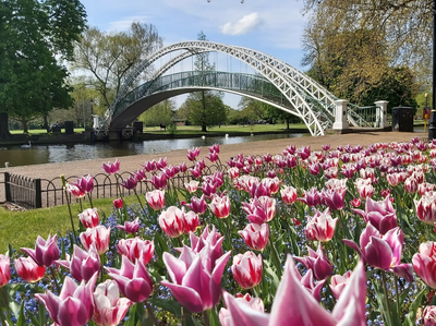 Spring blooms on the Embankment