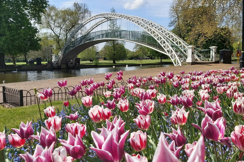 Spring blooms on the Embankment