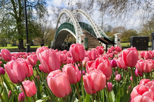 The Embankment in Bloom - April 2023